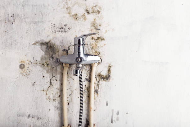 Best Mold Removal Company Near Me  in Bent Creek, NC