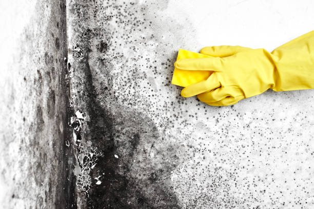 Best Mold Damage Repair  in Bent Creek, NC