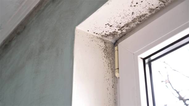 Best Mold Removal Company Near Me  in Bent Creek, NC