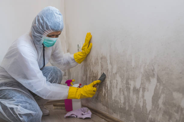 Professional Mold Removal in Bent Creek, NC