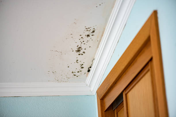 Best Mold Remediation  in Bent Creek, NC