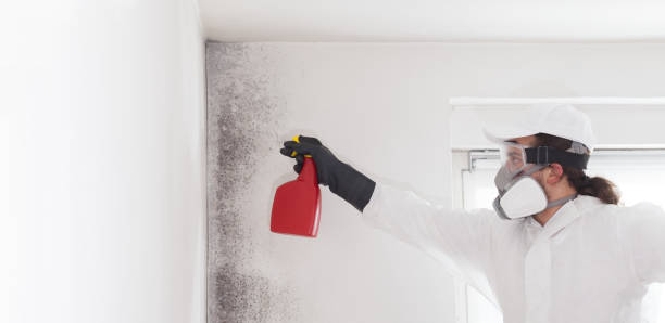 Trusted Bent Creek, NC Mold Removal Experts