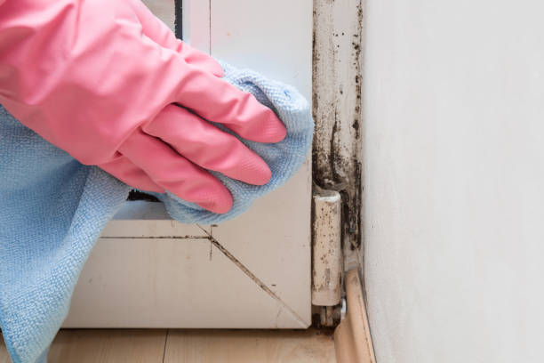 Best Mold Damage Repair  in Bent Creek, NC