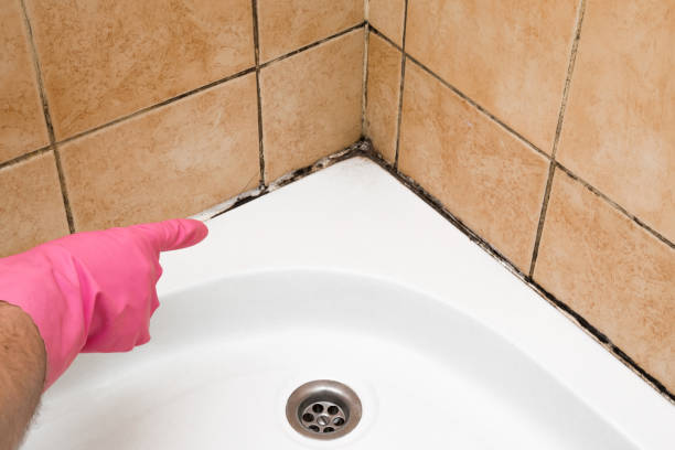 Best Professional Mold Removal  in Bent Creek, NC